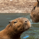 Marine Park Tickets