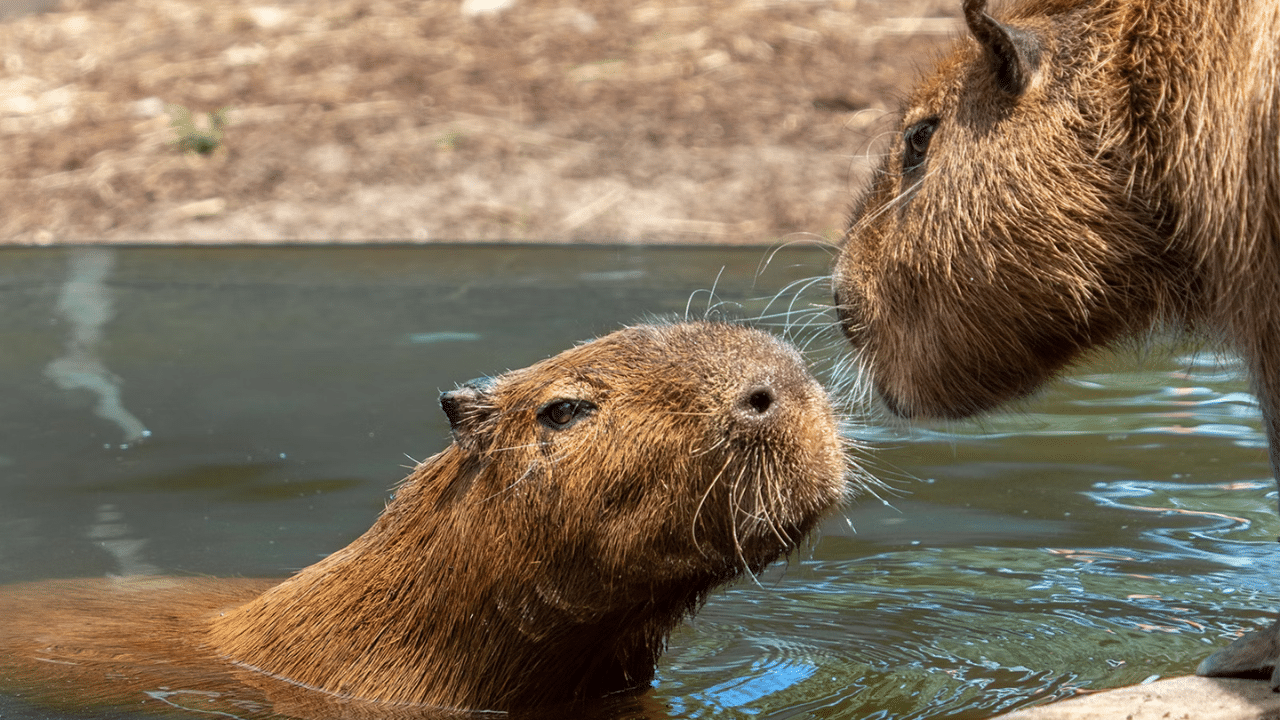 Marine Park Tickets