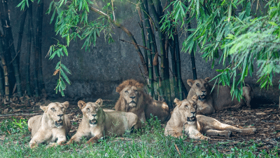 Safari Park + Marine Park Tickets