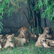 Safari Park