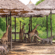 Safari Park Bangkok