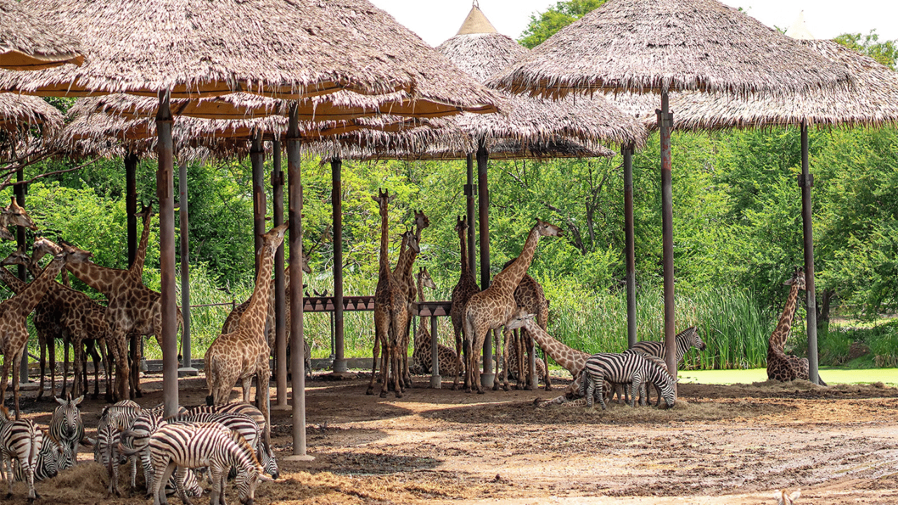Safari Park Bangkok