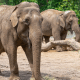 Safari Park Ticket Price