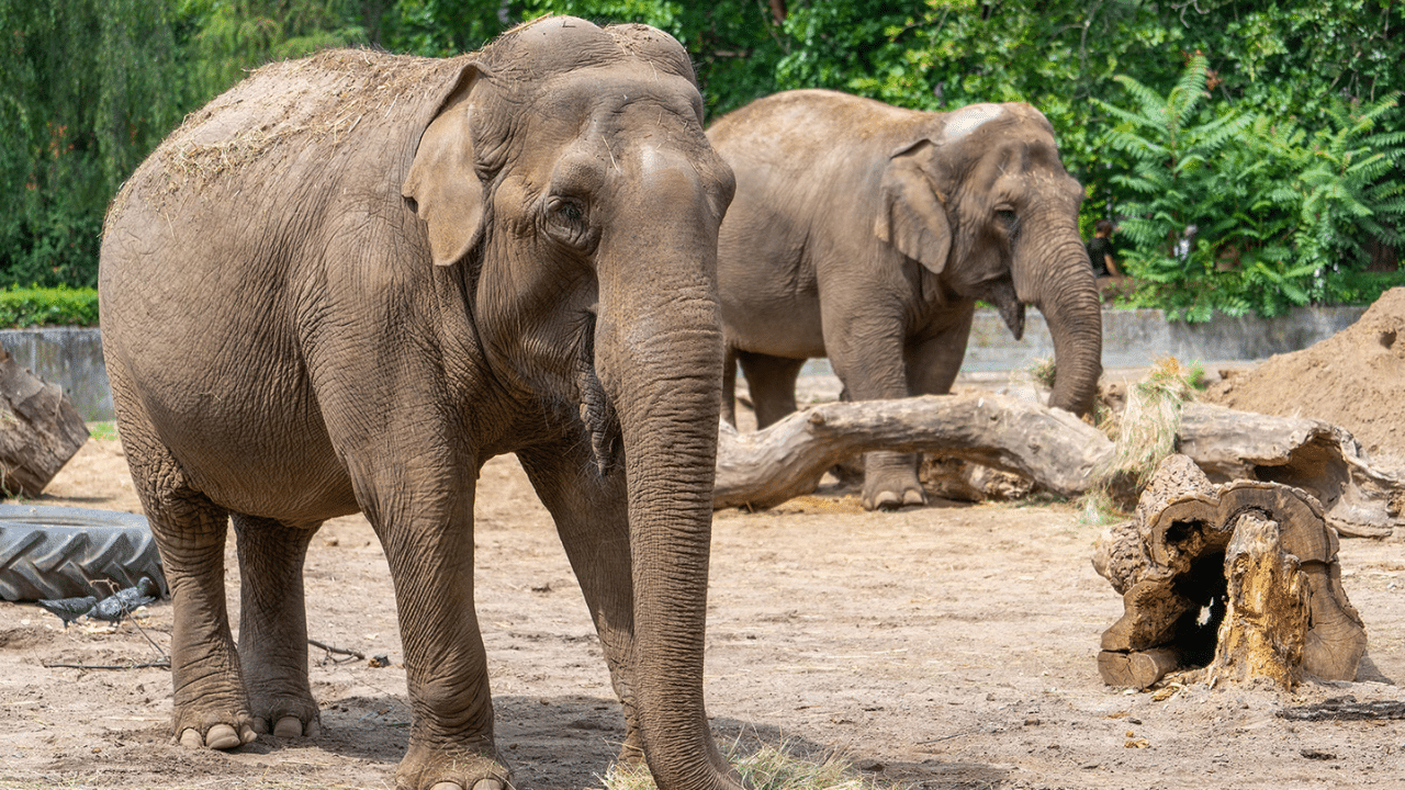 Safari Park Ticket Price