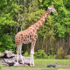 Safari Park Tickets