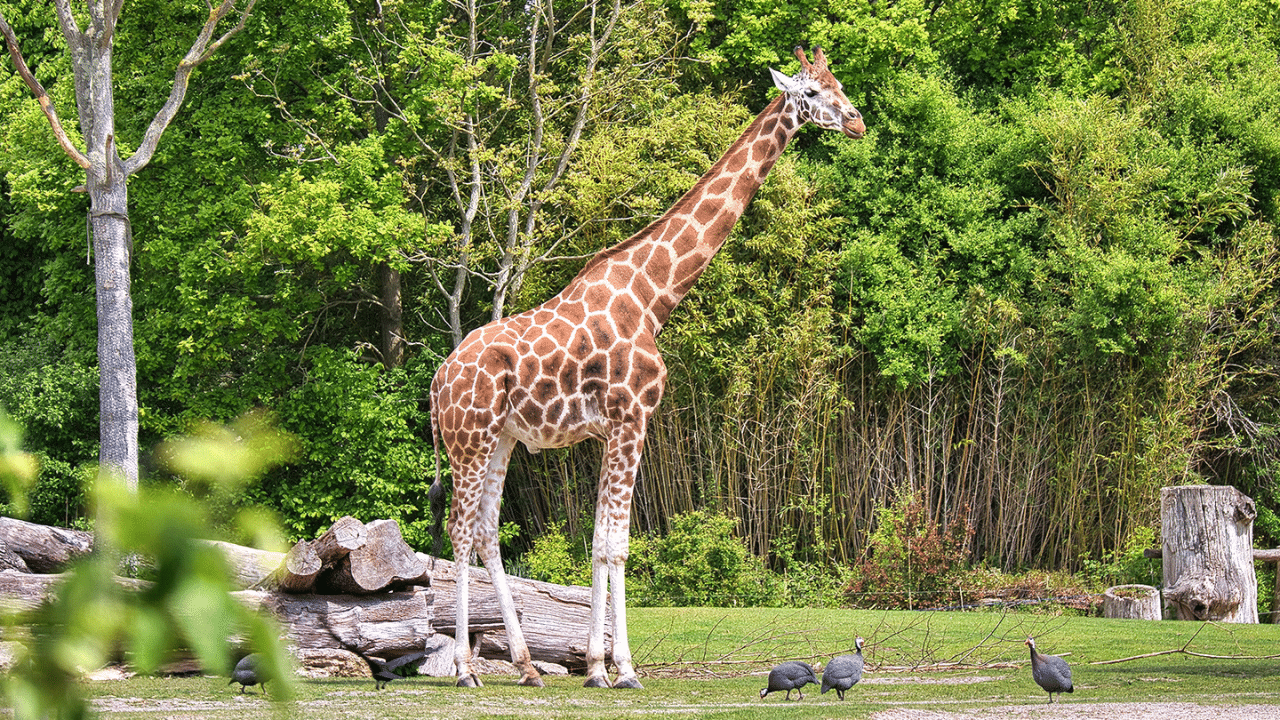 Safari Park Tickets