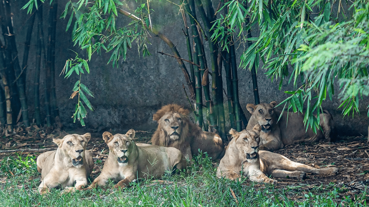 Safari Park