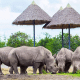 Safari World Bangkok Ticket Price