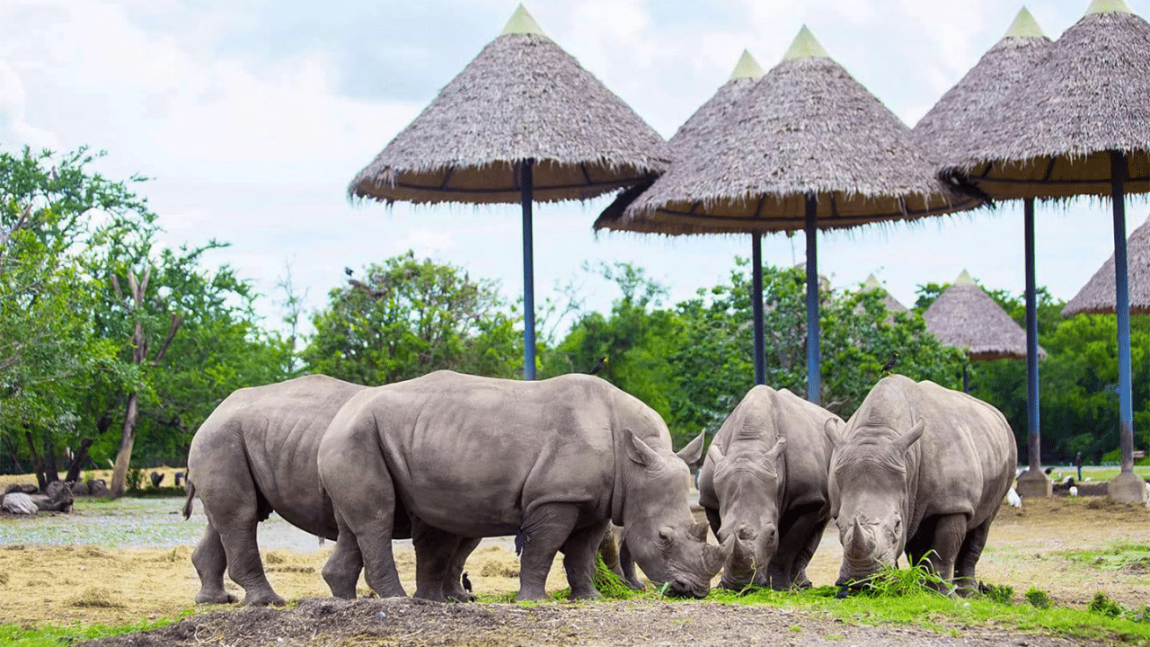 Safari World Bangkok Ticket Price