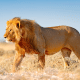 Safari World Bangkok Tickets