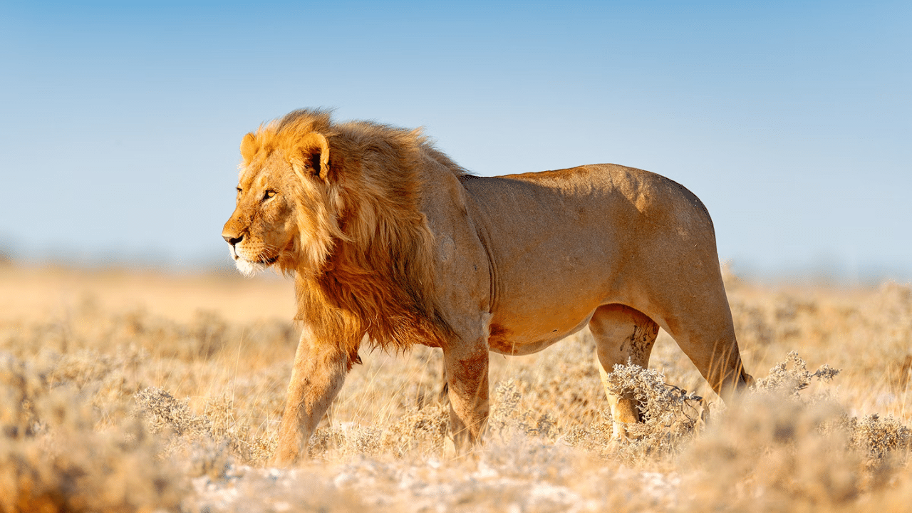 Safari World Bangkok Tickets
