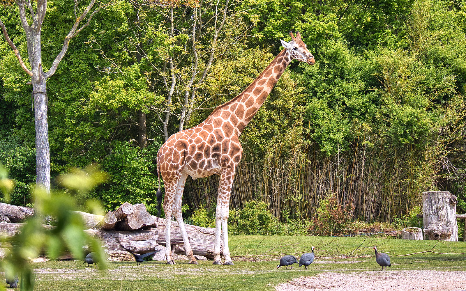 Parque Safari Mundial Safari