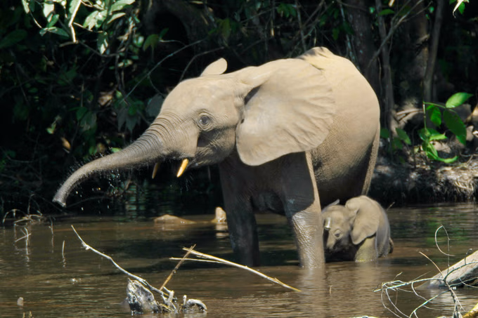 African Elephants​