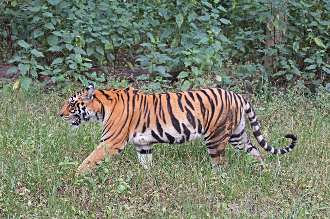 Bengal Tigers