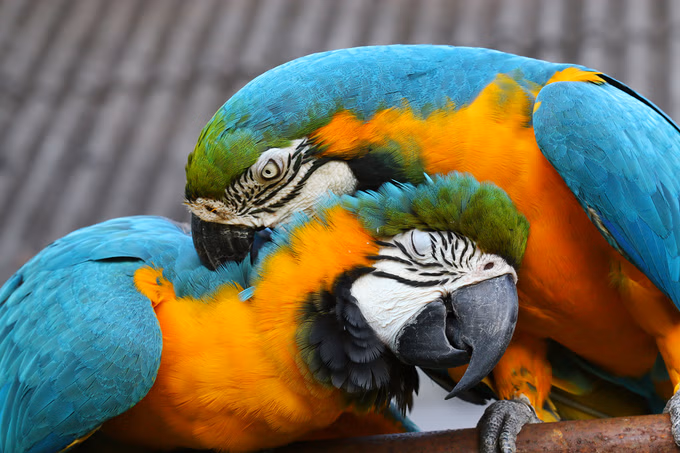 Ara bleu et jaune