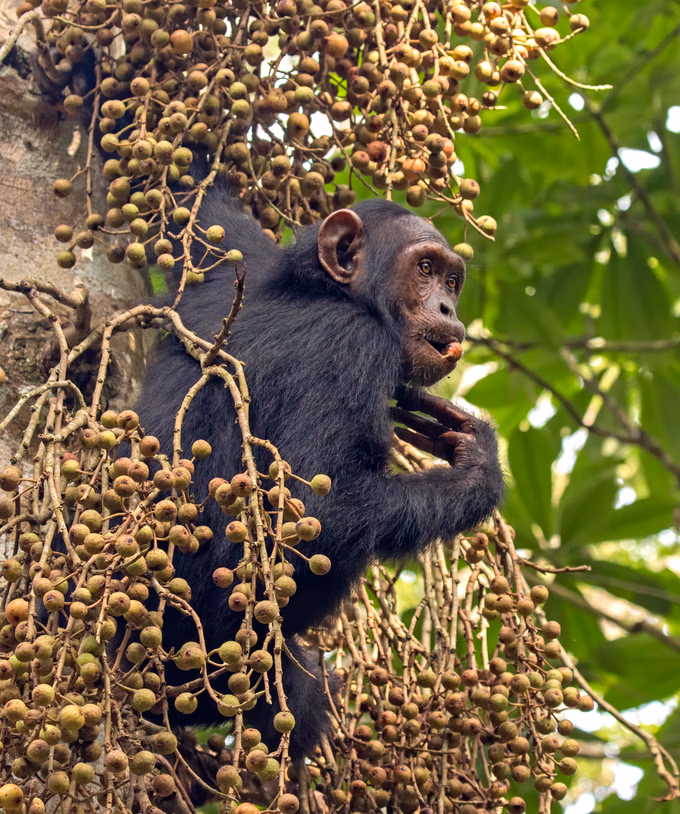 Chimpanzees
