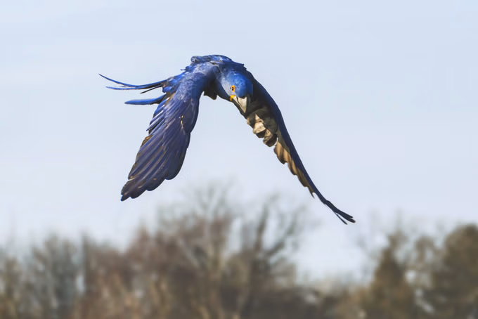 Ara hyacinthe (Anodorhynchus Hyacinthinus)