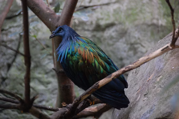 Pombo Nicobar