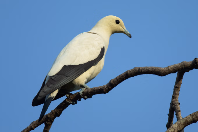 Pombo Imperial Pied