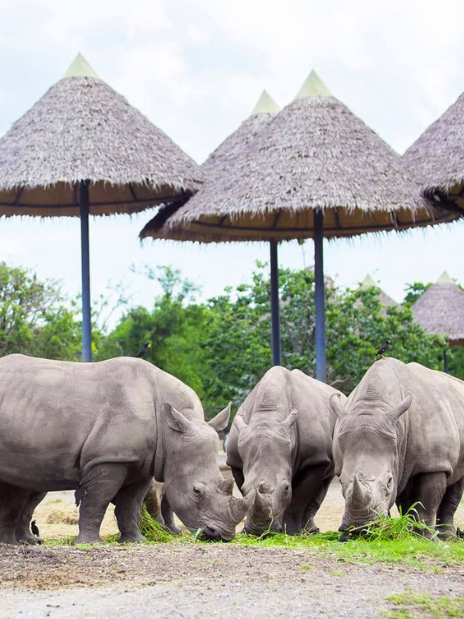 Safari World Bangkok Timings