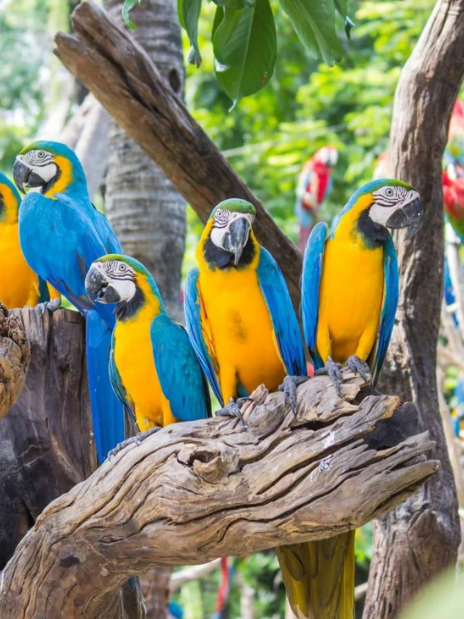 Bird Show