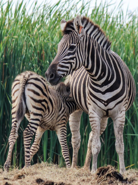 Safari Park Tickets