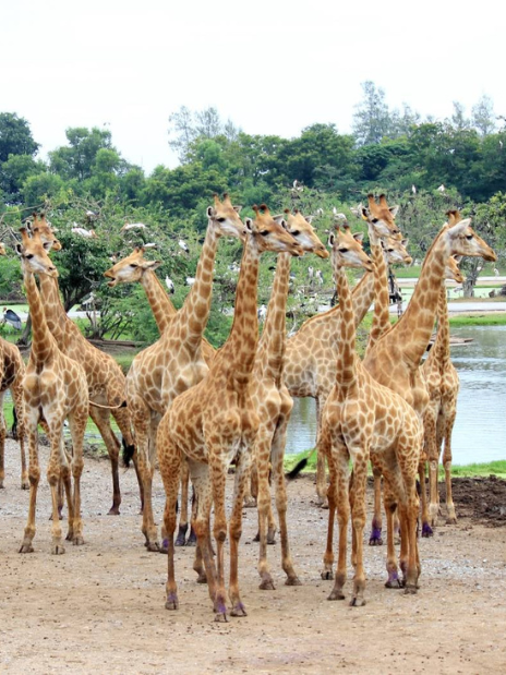 Safari Park Bangkok Tickets