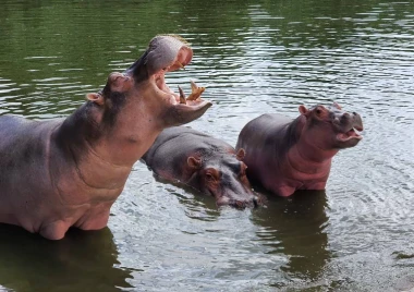 Safari por el río