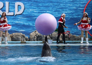 Eventos en vivo de Safari World