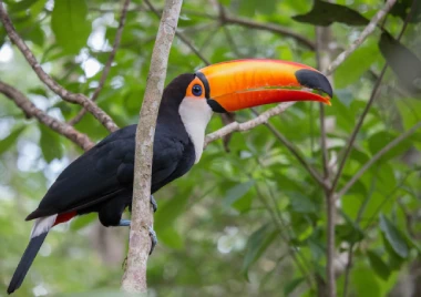 Safari World: jungla de cálaos
