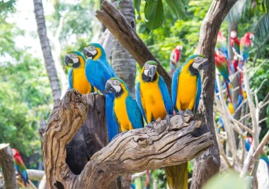 Safari World Macaw Aviary