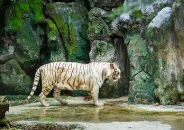Paseo por la jungla de Safari World