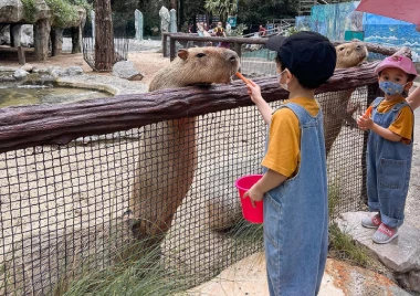 Alimentación de animales en Safari World