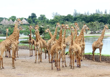 Isla de aventuras Safari World