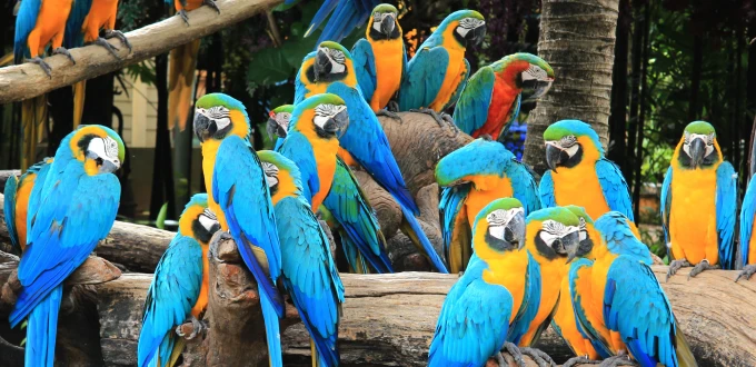 Exhibición mundial de aves Safari
