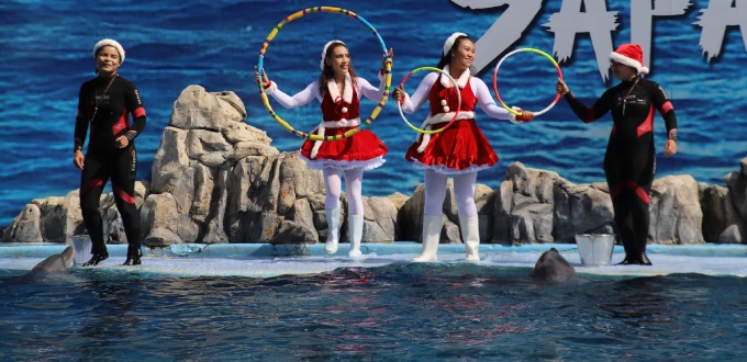 Espectáculo de delfines Safari World