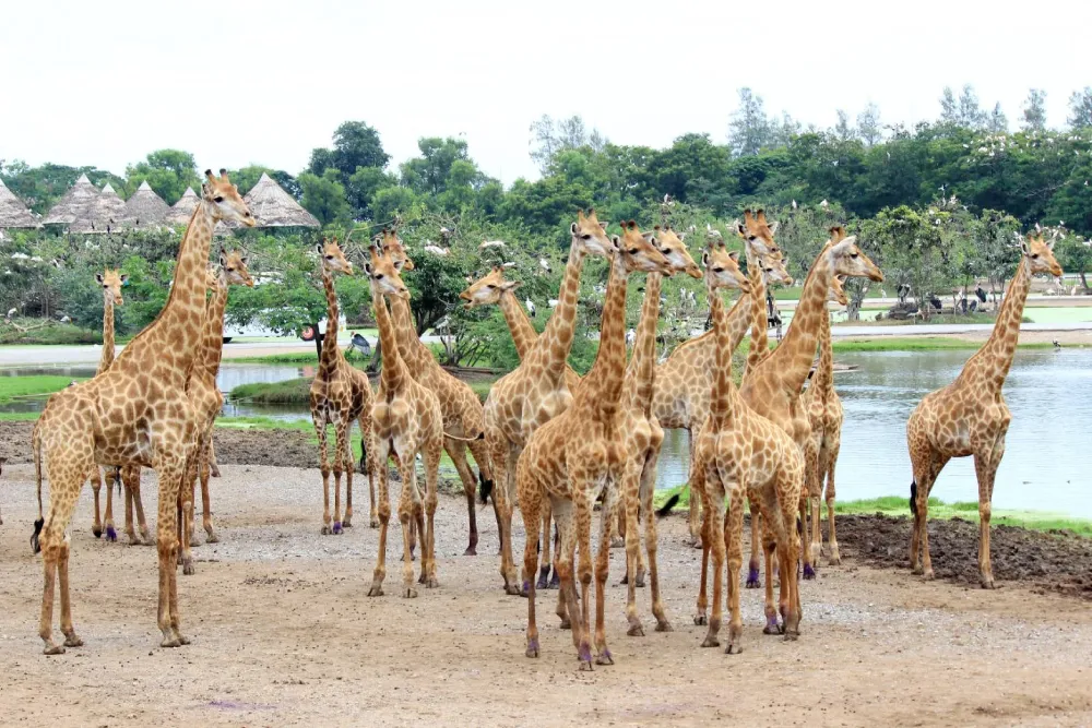 Parque Safari Mundial Safari