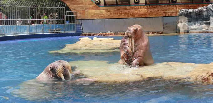 Espectáculo de leones marinos de Safari World